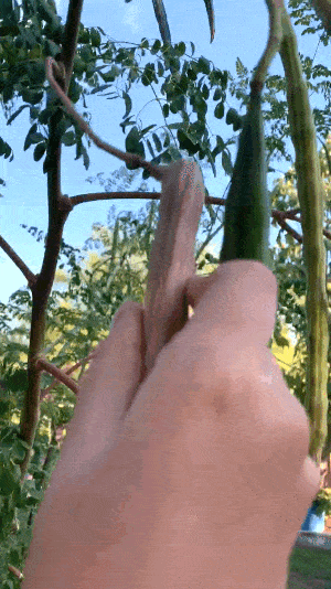 snapping off a Moringa pod for harvesting