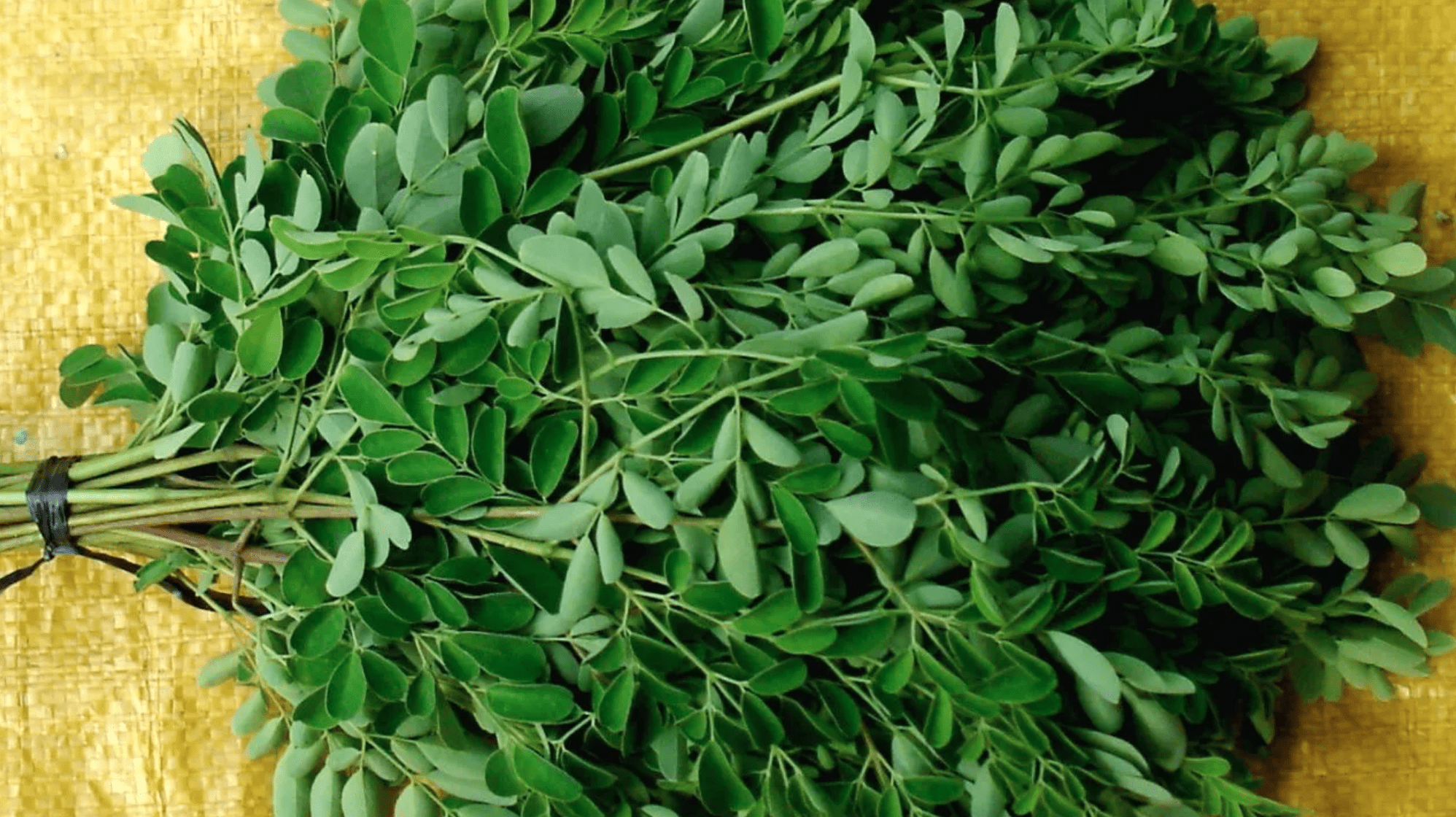 moringa-leaves