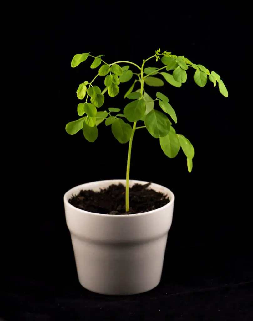 moringa oliferia plant in a pot tiny and cute