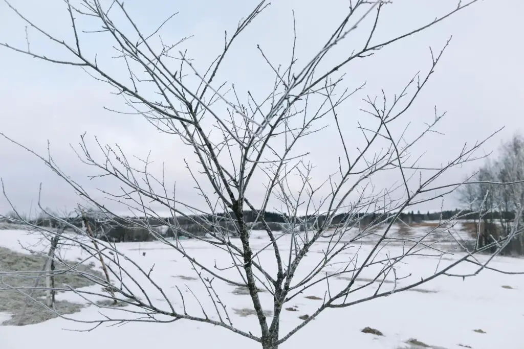 dead tree from frost