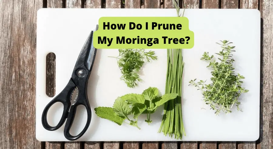 picture of moringa being pruned