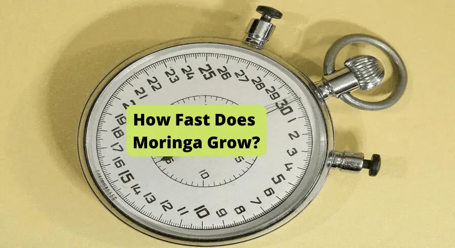 how fast does moringa grow