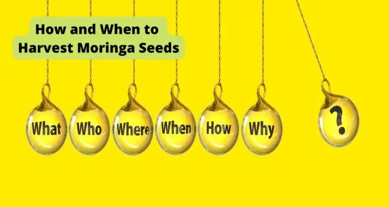 how and when to harvest moringa seeds