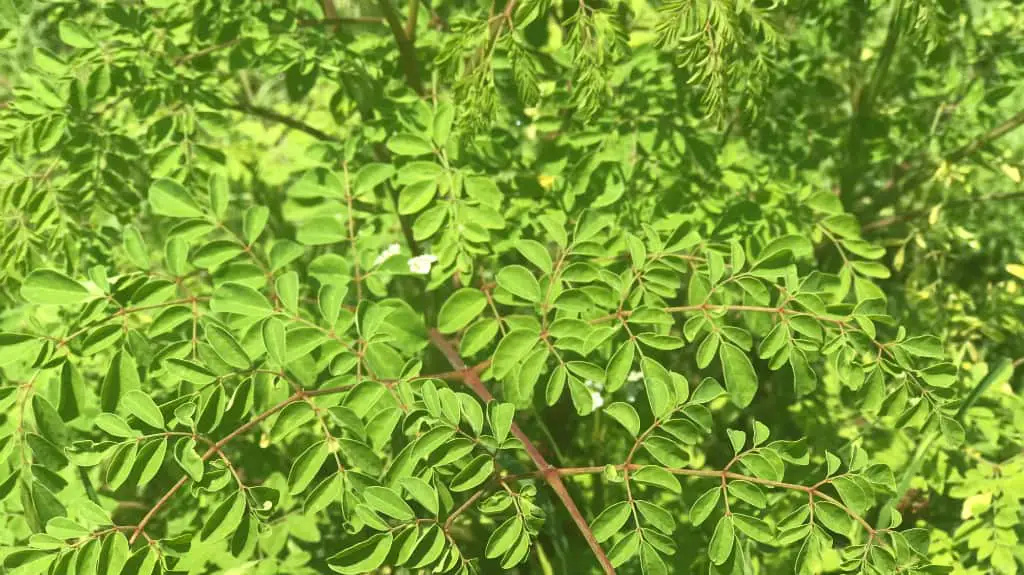 Moringa is a Huge Source of Isothiocyanates