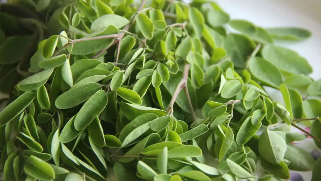 Moringa leaves for lowering cholesterol