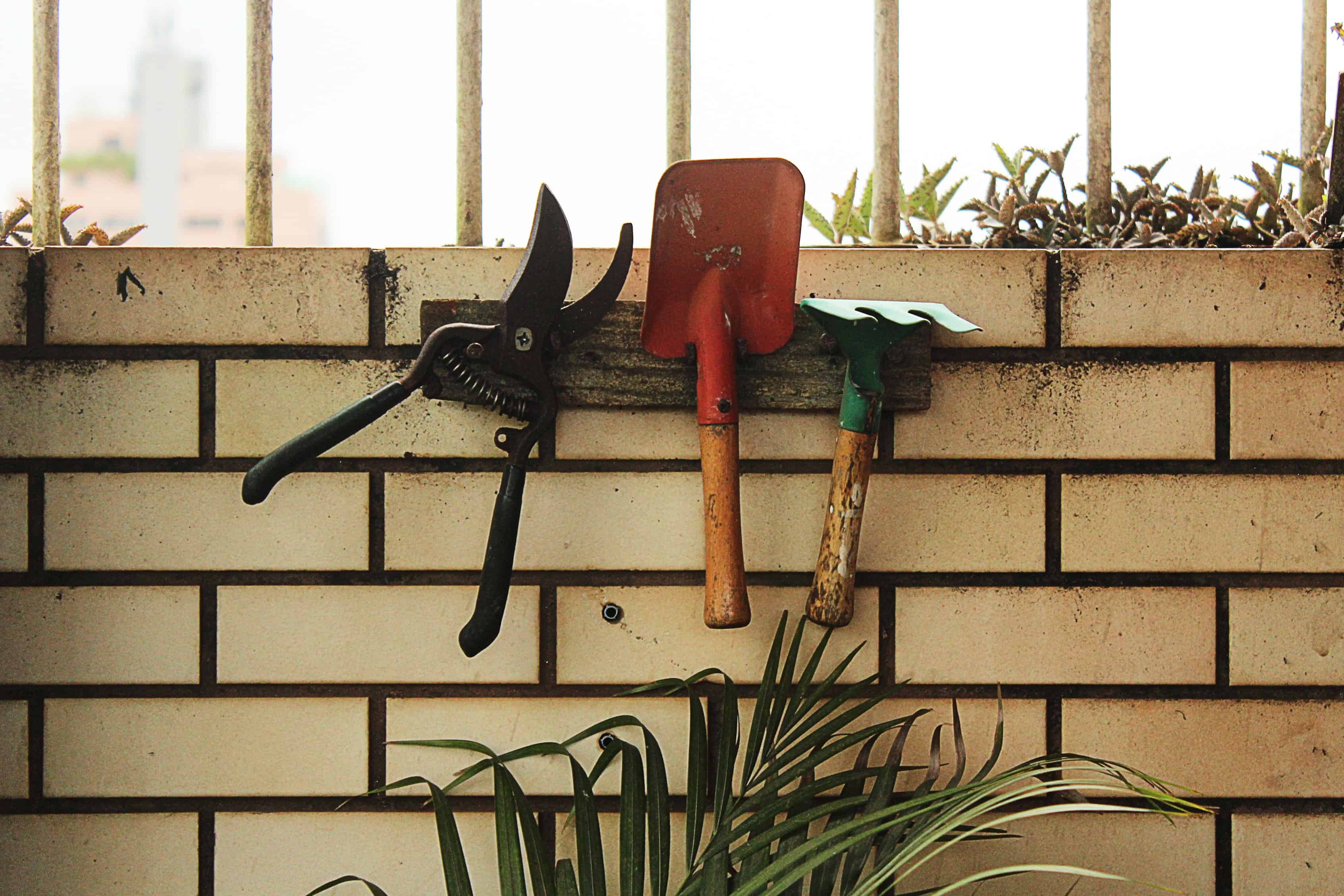 Pruning a Moringa tree