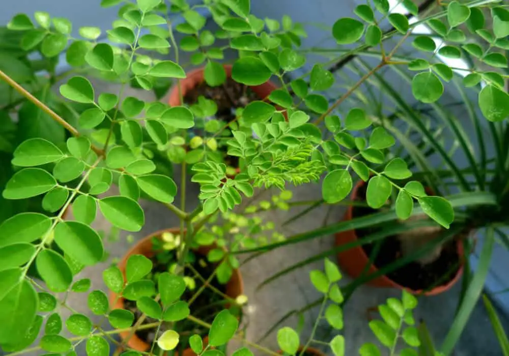 Growing a Moringa tree