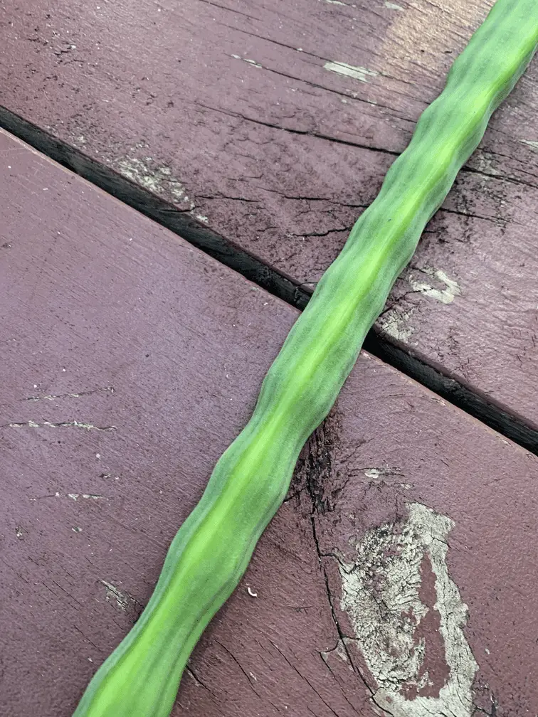 A lush, green Moringa pod. The seeds are not yet ready to harvest!