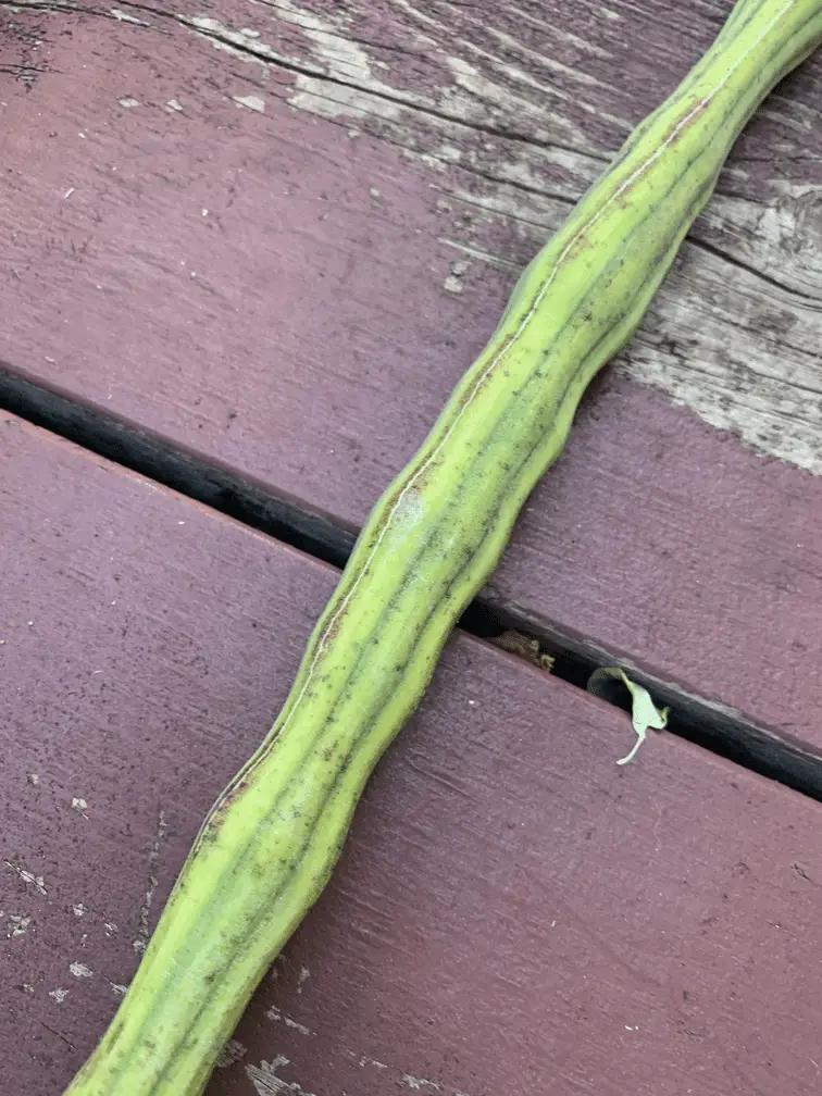 Moringa pod not ready for harvesting