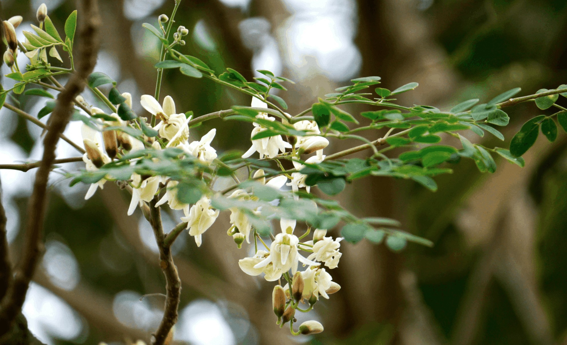 Moringa plant