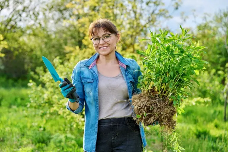 When Is The Best Time To Plant Moringa Seeds? [And How?] - Morning Gardens