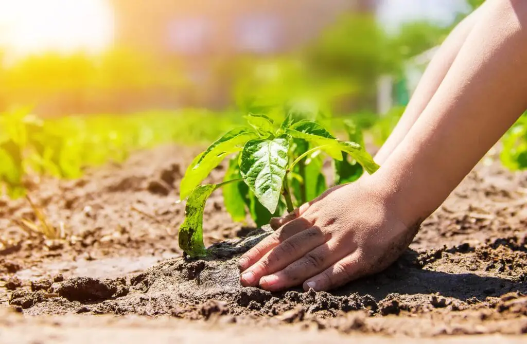 planting plants with Moringa fertilizer