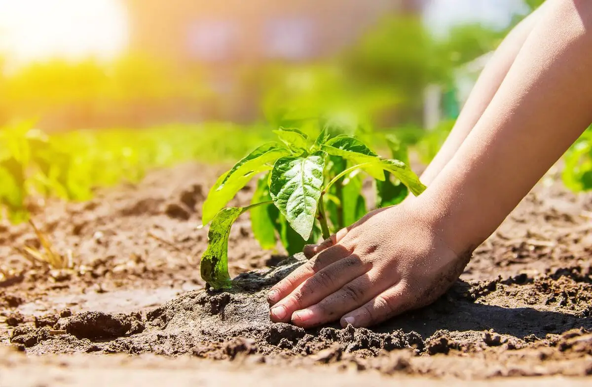 Morning gardens moringa and pomegranate benefits